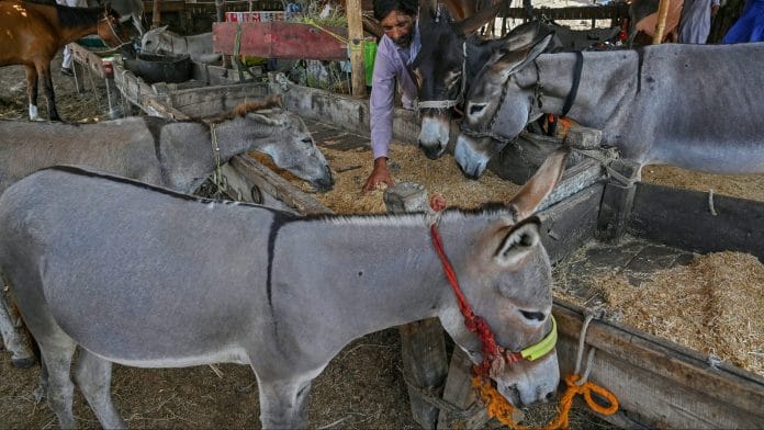 An animal broker feeds his donkeys at the Sunday animal market in Karachi. Photographer | Bloomberg