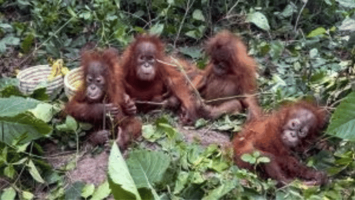 CBI, wildlife, trafficking