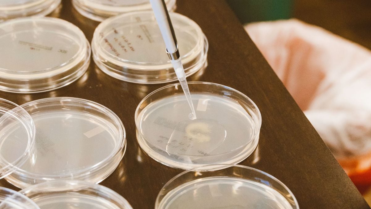 Scientists Grow Brainstem Cells in Petri Dishes for First Time