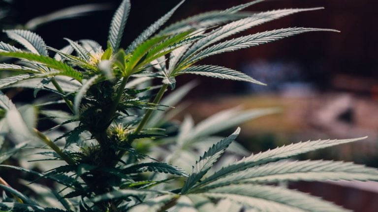 Cannabis is not a ‘de-stresser’. The placebo effect is strong, says study