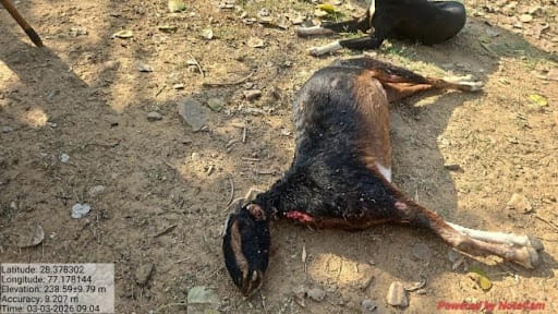Chauri was killed by a leopard in March 2026 | Special arrangement