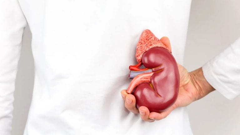 IIT M and CMC Vellore are building a kidney’s ‘digital twin’. It will catch diseases early