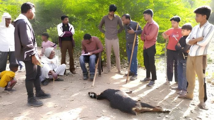 After the leopard attack, a crowd gathered at the scene. Sunil Harsana helped the family with the compensation process | Special arrangement