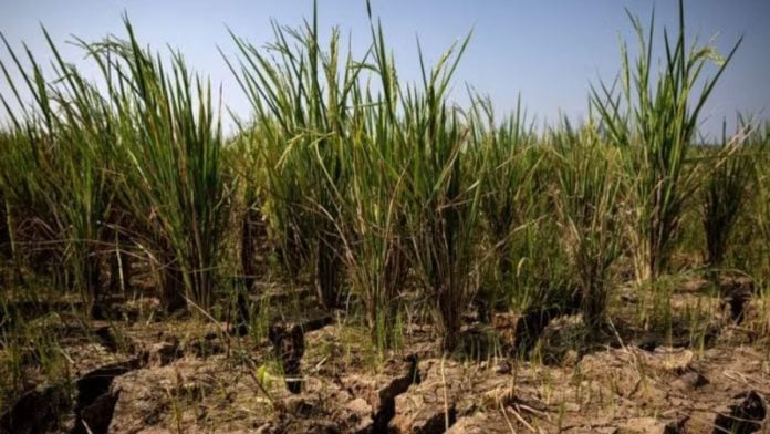Representational image | El Niño occurs every two to seven years, but it has grown more frequent in recent years | (c) Copyright Thomson Reuters 2026