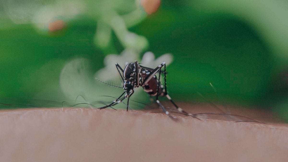 Mosquito Toilet Uses Insect Waste to Detect Local Viruses