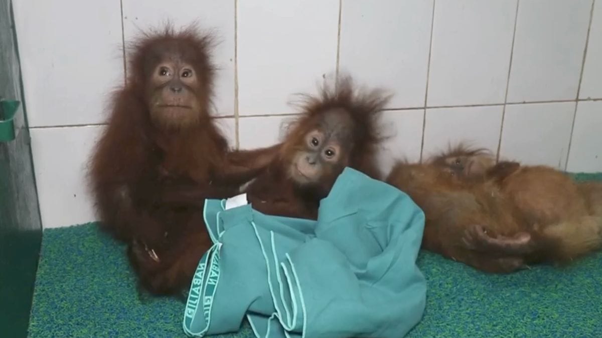 What is the legal future for orangutans found in Odisha? Two apes have been waiting for 4 yrs