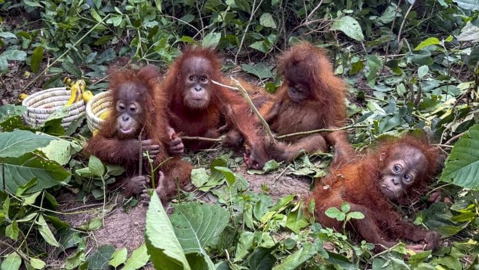 Five baby orangutans were rescued by forest officials from Bichitrapur forest area under Bhograi block, in Balasore district, Odisha, 8 September 2026 | PTI