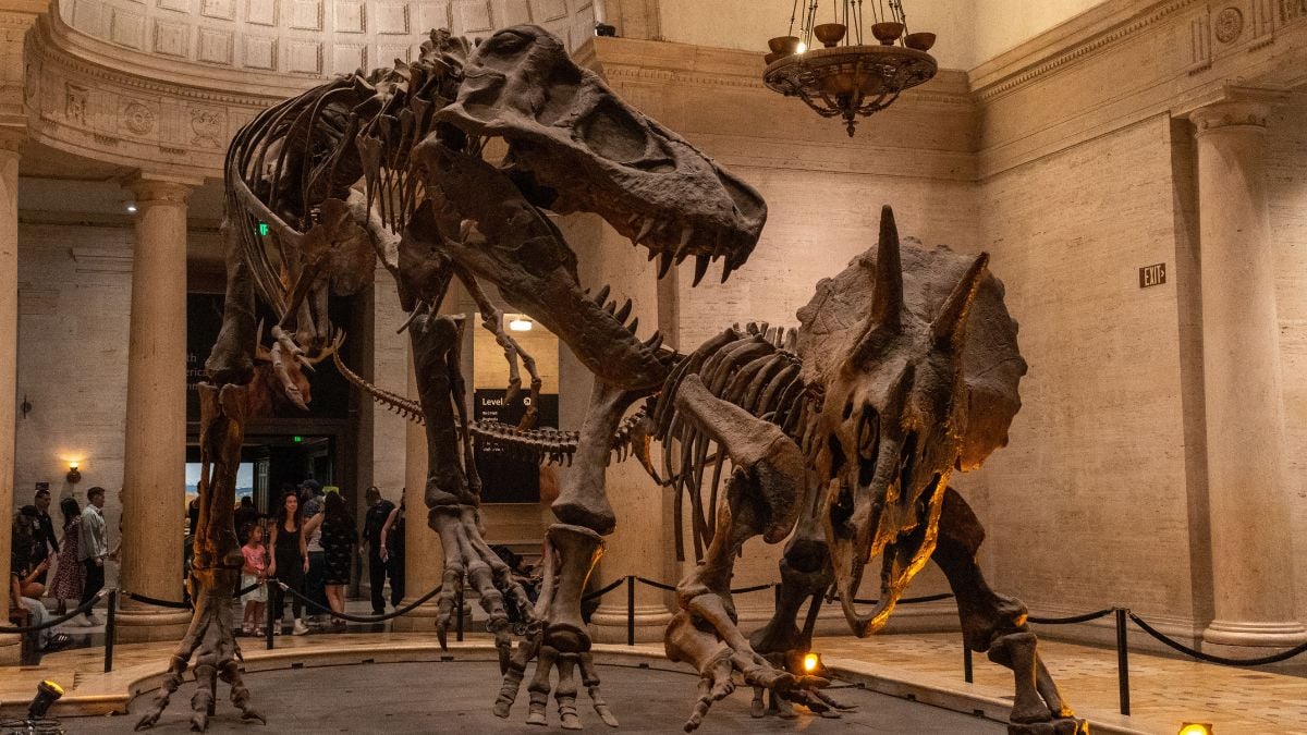 T rex was as warm as humans. Its teeth gave scientists the answer