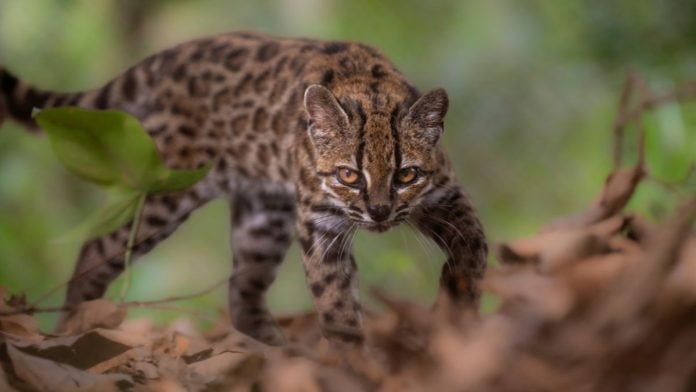 A Leopardus tilcayo cat, a newly identified species through research led by National Geographic Explorer Paola Nogales Ascarrunz, walks at the Senda Verde animal refuge in the Yungas region, Bolivia, September 1, 2026. Fernando Faciole/National Geographic/Handout via REUTERS