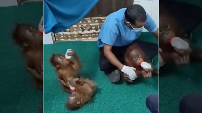 Users on X and Instagram are seeing hundreds of Orangutan posts tracking every movement of the great ape babies — eating bananas, drinking milk, being spoon-fed by officials | Screengrab from PTI video