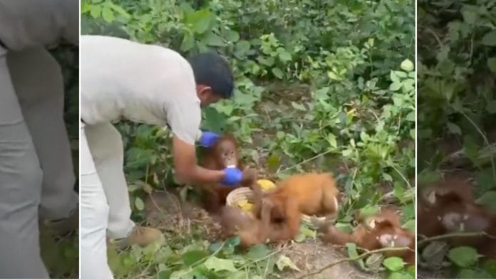 A forest officer feeds one of the rescued orangutans | Screengrab from videos