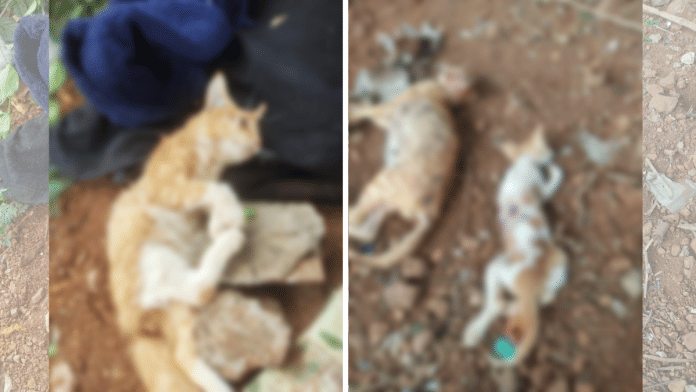 Complaint filed by Rubina Abdul Malik Pathan, who lives in the area and feeds the stray cats there. According to Pathan, she found dead cats with injuries suggesting they had been hit on the head, strangulated, stabbed with sharp objects | Credit: PETA