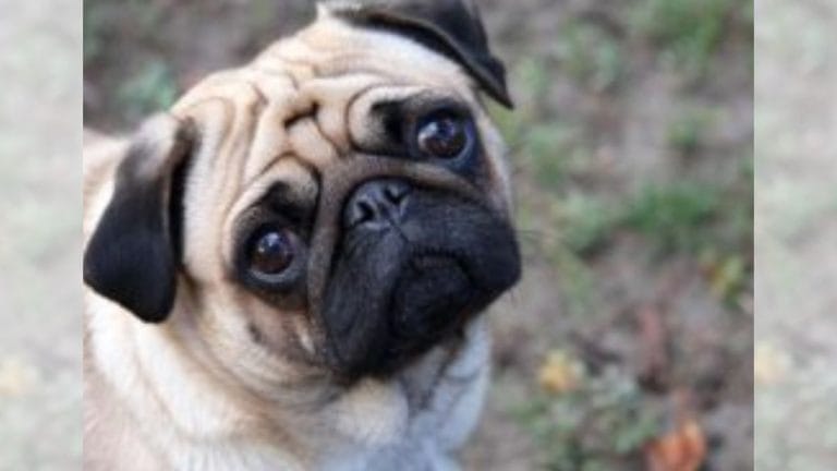 A wife is not a Vodafone pug, Madras High Court says