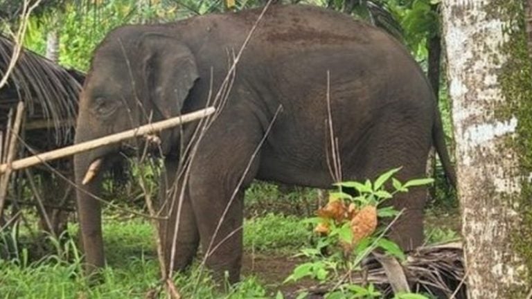Goa has a Ganpati problem — Omkar the elephant keeps coming back