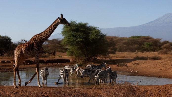 FILE PHOTO: A giraffe and zebras walk at a water point at the Amboseli National Park as authorities investigate the deaths of 18 elephants in Kenya's Amboseli ecosystem, in Kajiado County, Kenya, August 26, 2026. REUTERS/Monicah Mwangi/File Photo