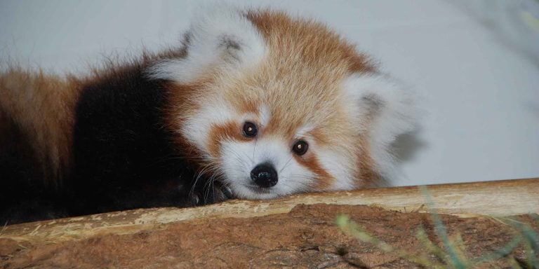 Dolly, Pyra or Dolpa? A US zoo is running a poll to name its baby red panda
