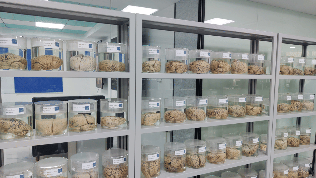 Rows of acrylic jars in the lobby of SGBC hold human brains of different ages, with smaller jars of foetal brains at one end of each shelf. The centre’s mission is to map more than 100 brains in 3D at the level of individual cells | Sneha Richhariya | ThePrint