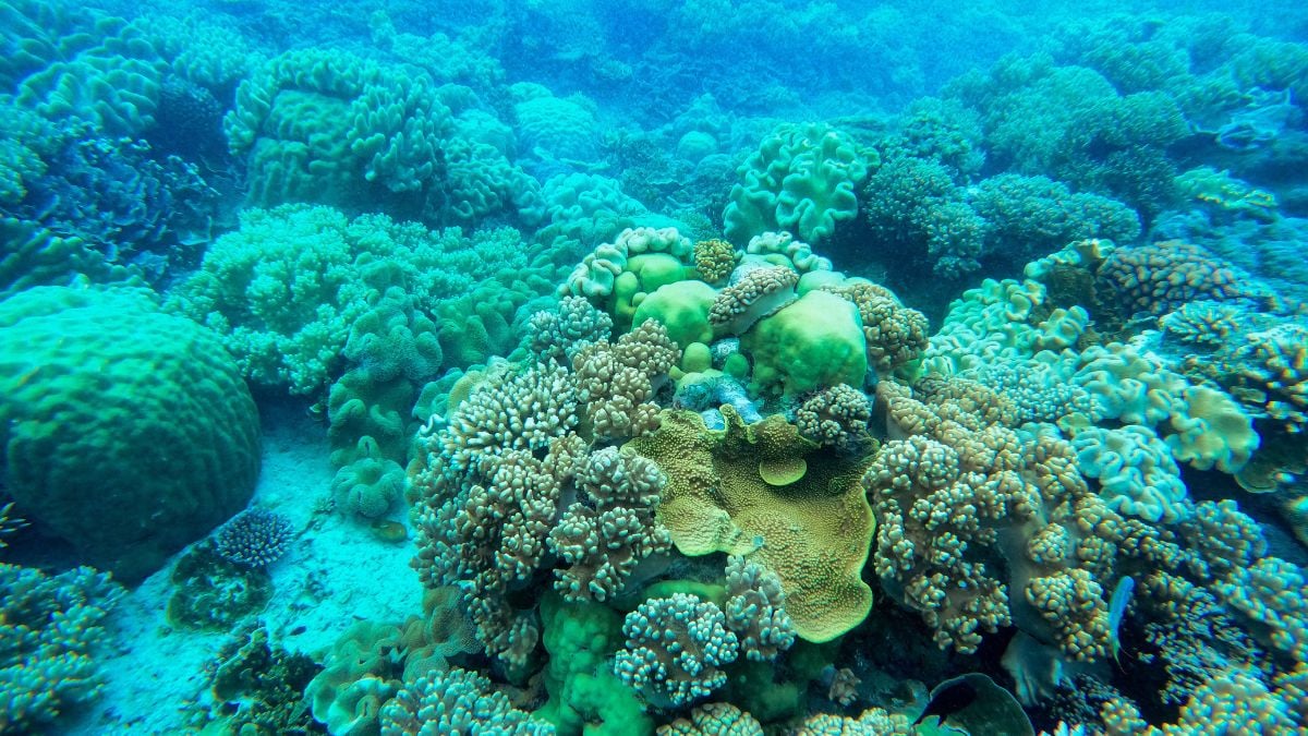 Florida Researchers Deploy Underwater Umbrellas to Protect Coral Reefs