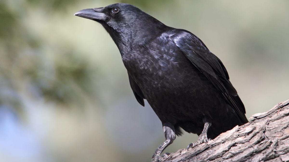 Photo: ThePrint Carrion Crows Process Visual Data Twice as Fast as Humans