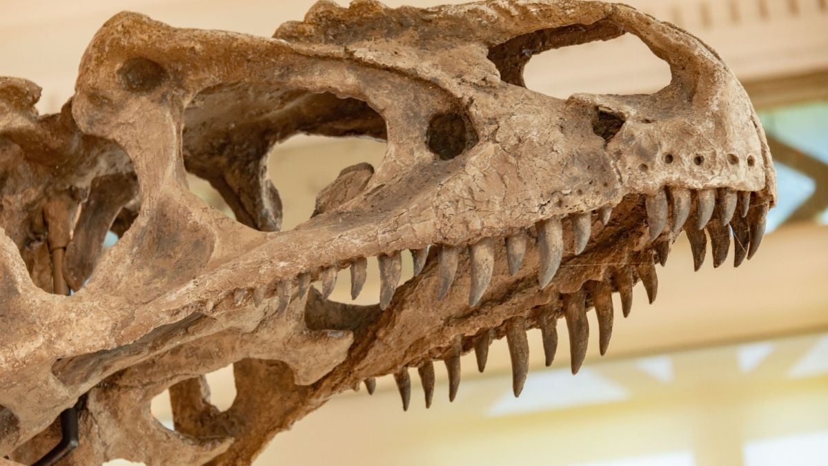 Scientists have found a dinosaur that preferred eating fruits instead of meat
