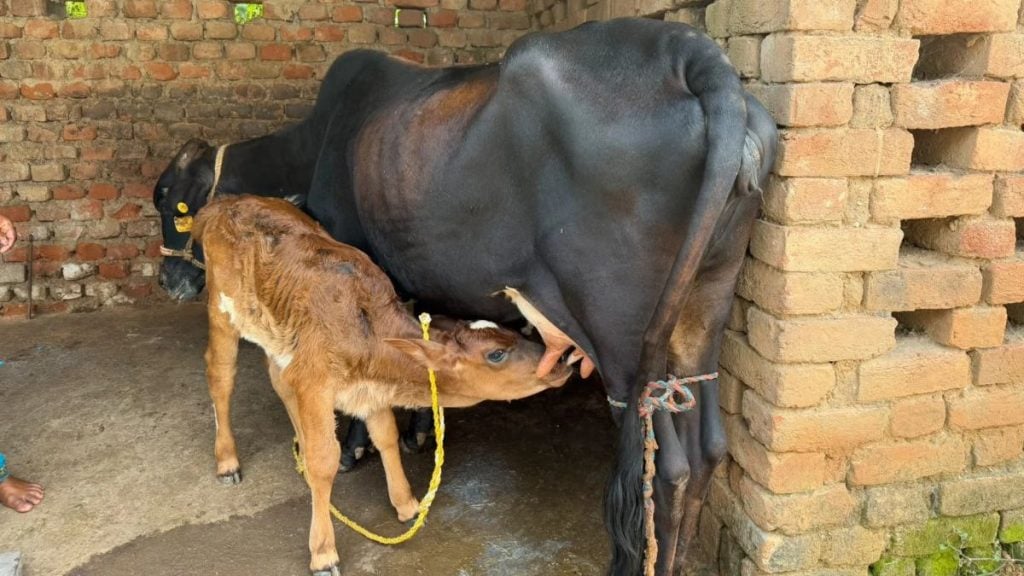 A cow and a calf inside an unfinished brick enclosure in Mahto's home. Nootan Sharma | ThePrint