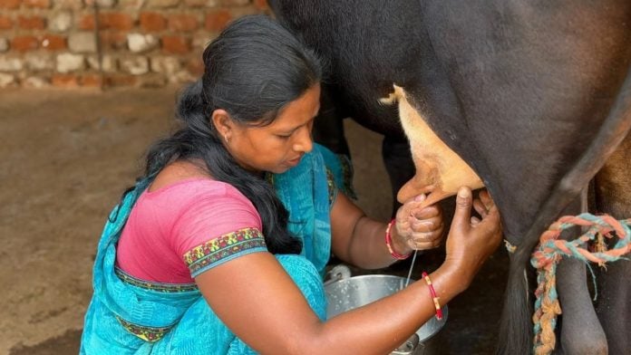 Kavita Mahto milks her cow at her home in Soso village in Ramgarh, Jharkhand. Nootan Sharma | ThePrint