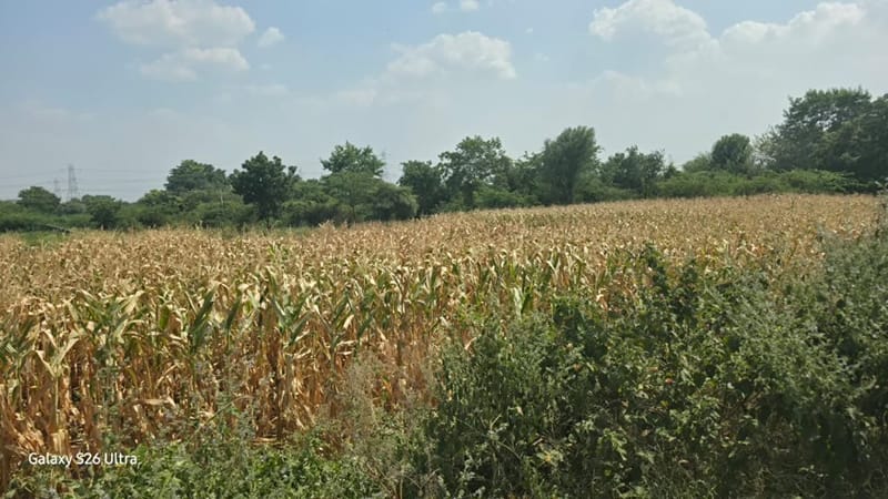 बीड के अंबेसावली गांव में सूखे मक्के के खेत. इस फसल में भी ज़्यादा पानी लगता है, जैसे इस इलाके में बड़े पैमाने पर उगाई जाने वाली कई दूसरी फसलें | फोटो: सौम्या पिल्लई/दिप्रिंट
