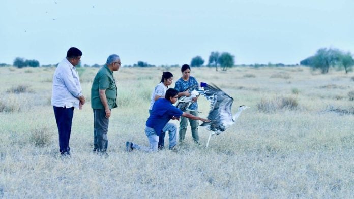 Two male Great Indian Bustards, or GIBs, being released into the wild in Rajasthan | Source: @@byadavbjp, X