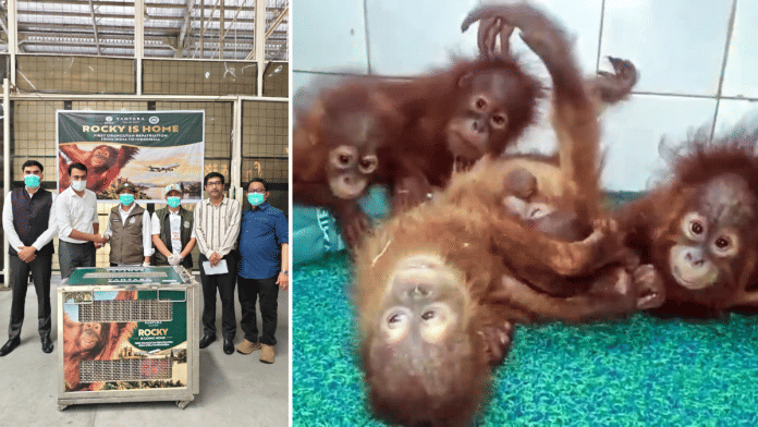 Rocky the orangutan handed over to Indonesian authorities at the Kualanamu International Airport in Medan. (Right) File photo of the 5 orangutans rescued in Odisha | Source: X/@IndianEmbJkt/ANI