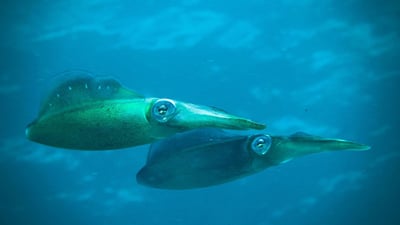 Squid hair cells can help study hearing loss. They are inner