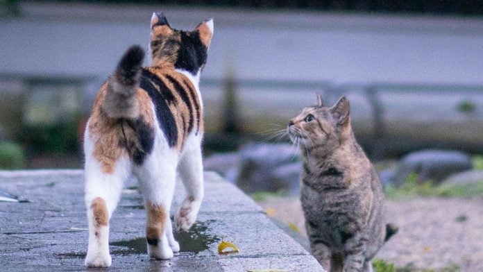 The study states that cats mostly contract the disease during neutering at shelter homes due to exposure from other rescued animals | WIkimedia Commons