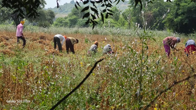 मराठवाड़ा में कुछ खेत मज़दूर अपनी सूख चुकी फसलों को बचाने की कोशिश कर रहे हैं. दूसरों ने कटाई के ज़्यादा खर्च की वजह से हार मान ली है | फोटो: सौम्या पिल्लई/दिप्रिंट