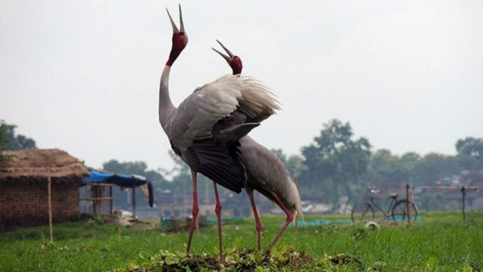 Sarus cranes perform a courtship dance near a natural wetland surrounded by farmlands | Arshad Hussain | Wildlife Trust of India