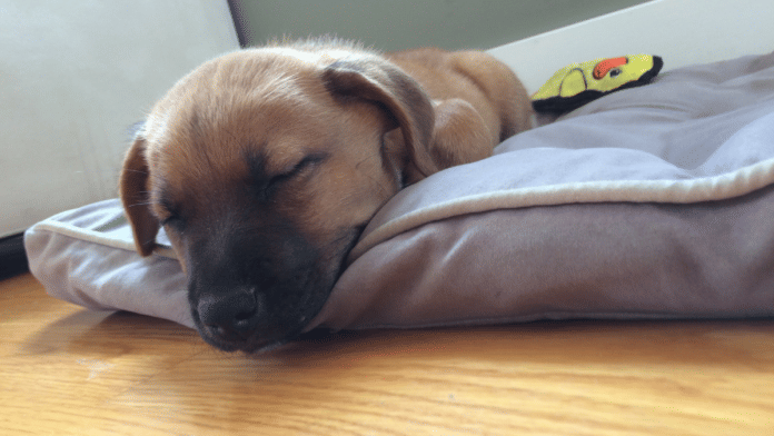 No less than 72% of the humans surveyed said sleeping with a dog provides them with comfort or a sense of security | Representational image | Commons