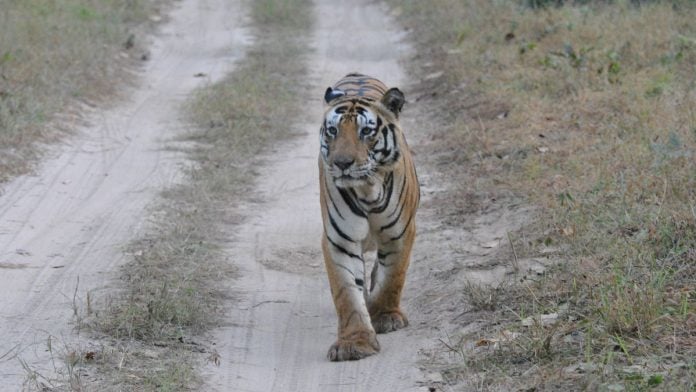 Munna, a male tiger from Kanha Tiger Reserve, became an icon of wildlife conservation, recognised by the distinctive ‘CAT’ marking formed by the stripes on his forehead | Wikimedia Commons