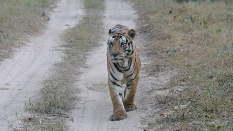 Tigers have Munna, elephants have Ramu. Other endangered species need their icons